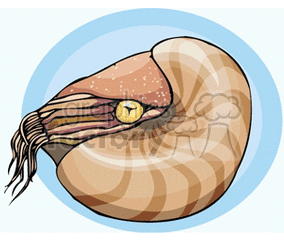 nautilus