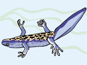 newt
