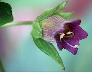 nightshade