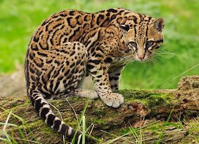 ocelot