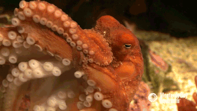 octopus