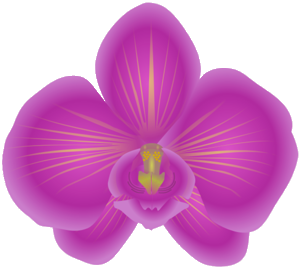 orchid