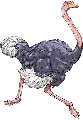 ostrich