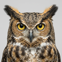 owl