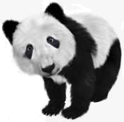 panda