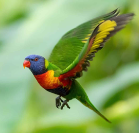 parrot