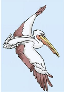 pelican