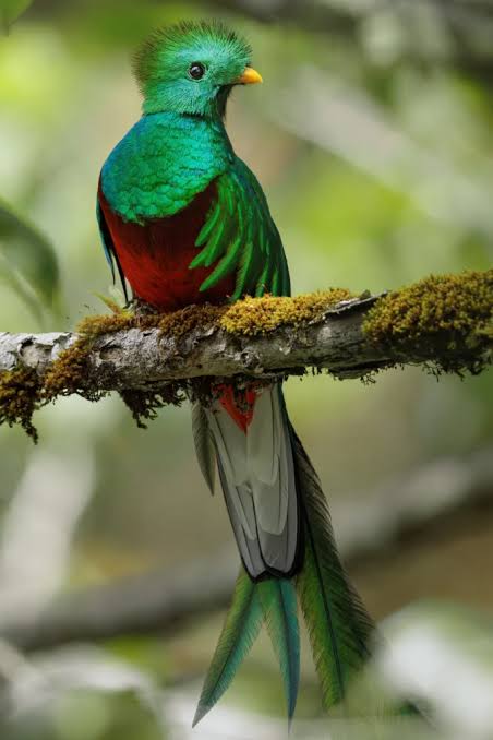 quetzal