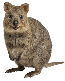 quokka