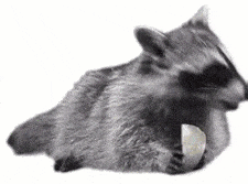 raccoon