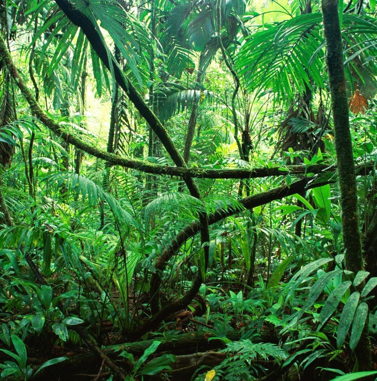 rain forest