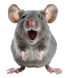 rat