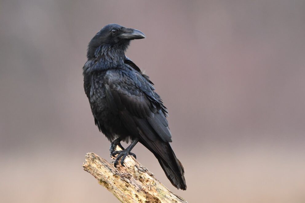 raven