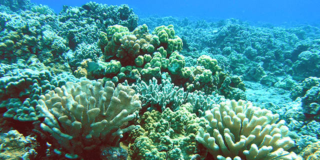 reef