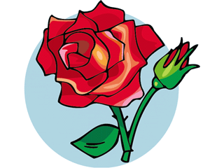 rose