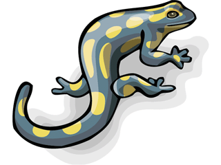 salamander