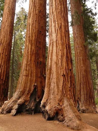 sequoia