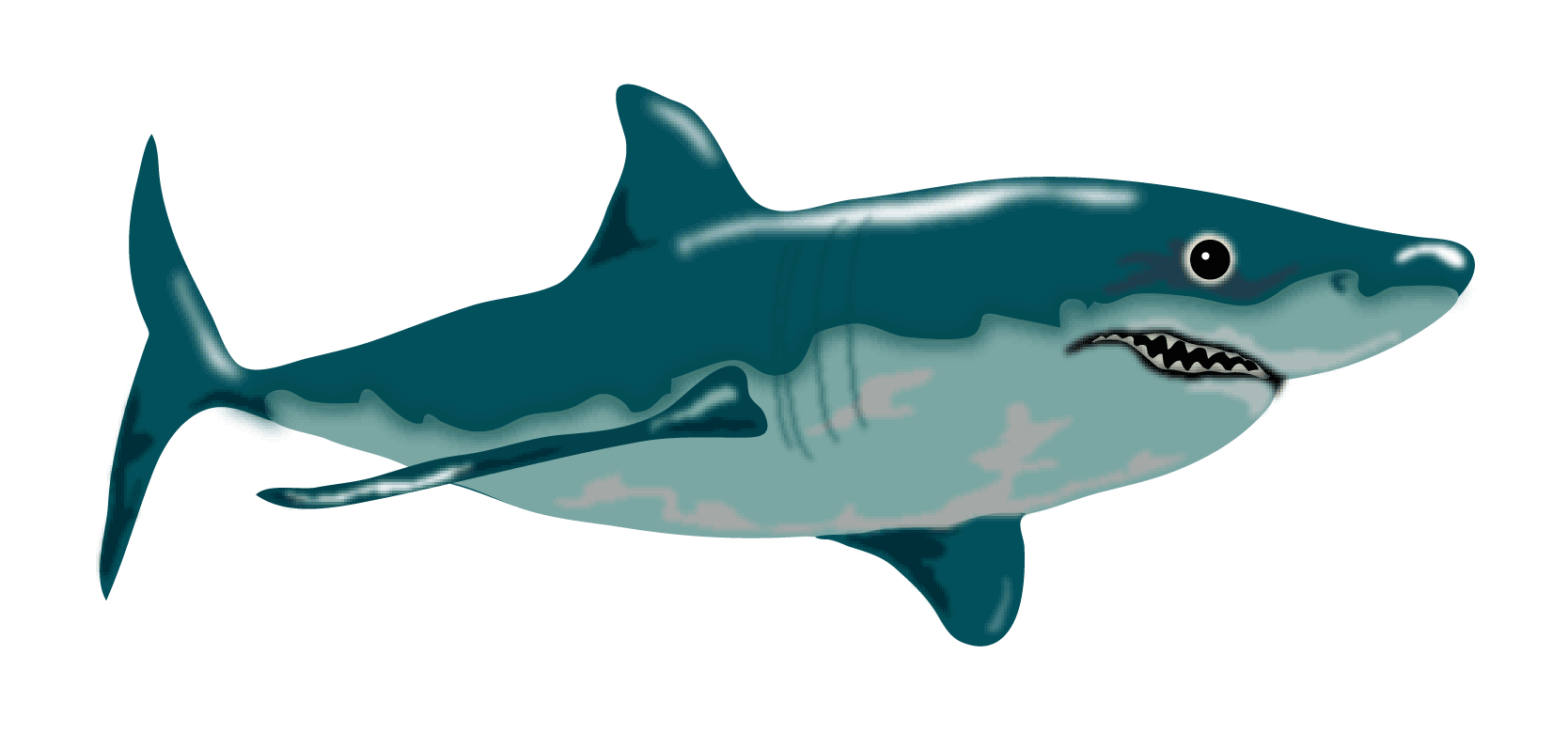 shark