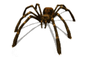 spider