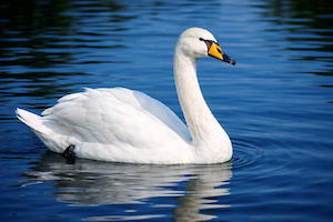 swan