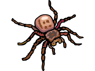 tarantula
