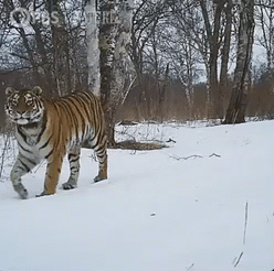 tiger