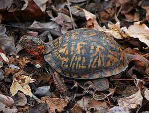 turtle