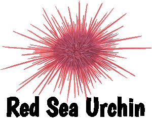 urchin
