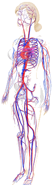 vein