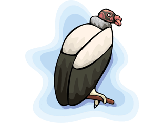 vulture