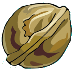 walnut