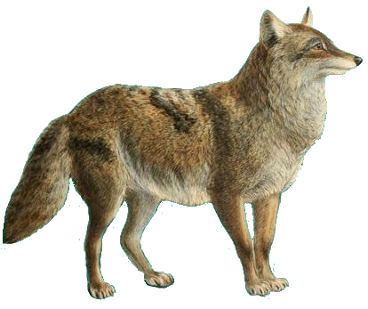 wolf