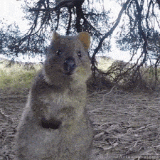 wombat