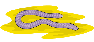 worm