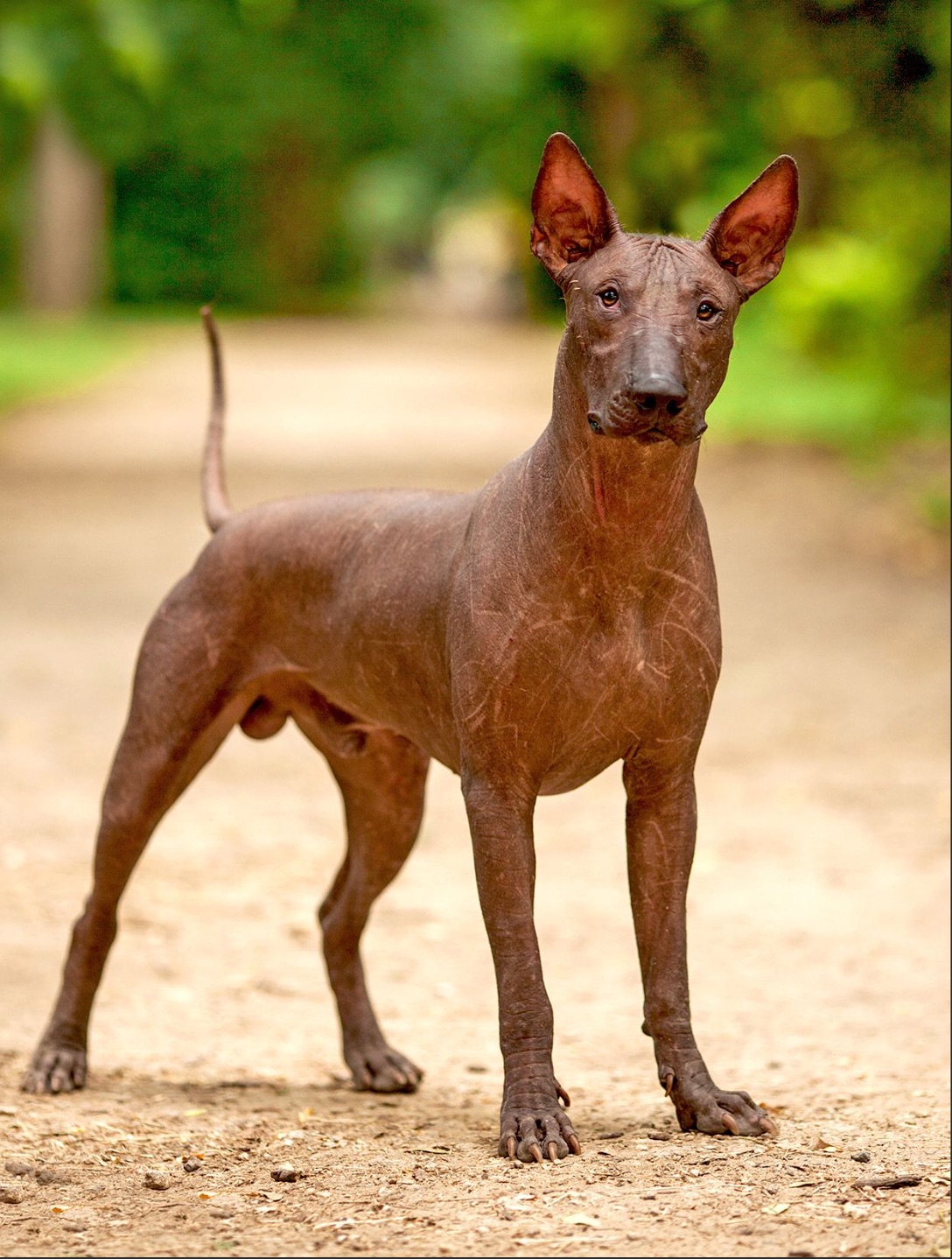 Xoloitzcuintlii, Mexican Hairless Dog