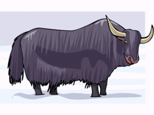 yak