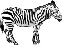zebra
